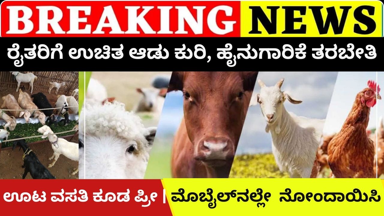 Farmers get free goat and sheep dairy farming training